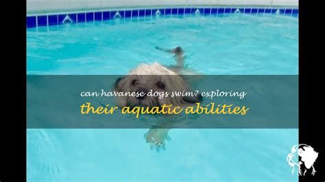 Can Italian Greyhounds Swim? Exploring the Aquatic Abilities of These Elegant Canines