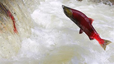 Do Salmon Swim Against the Current: A Dive into the Paradox of Progress