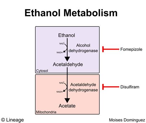 Does Alcohol Inhibit Protein Synthesis: A Journey Through the Intricacies of Cellular Metabolism and Social Habits