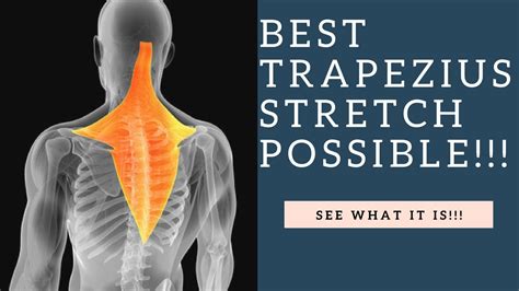 How to Stretch the Trapezius: Unraveling the Mystery of Shoulder Tension and Cosmic Alignment