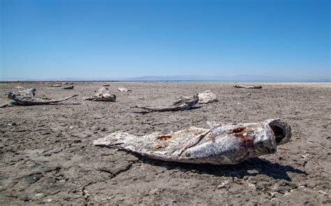 What happens if you swim in the Salton Sea? And what if the fish start singing opera?